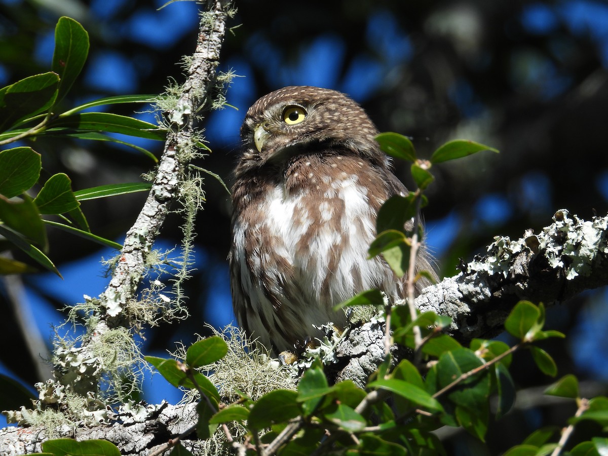 Ferruginous Pygmy-Owl - Alejandra Pons