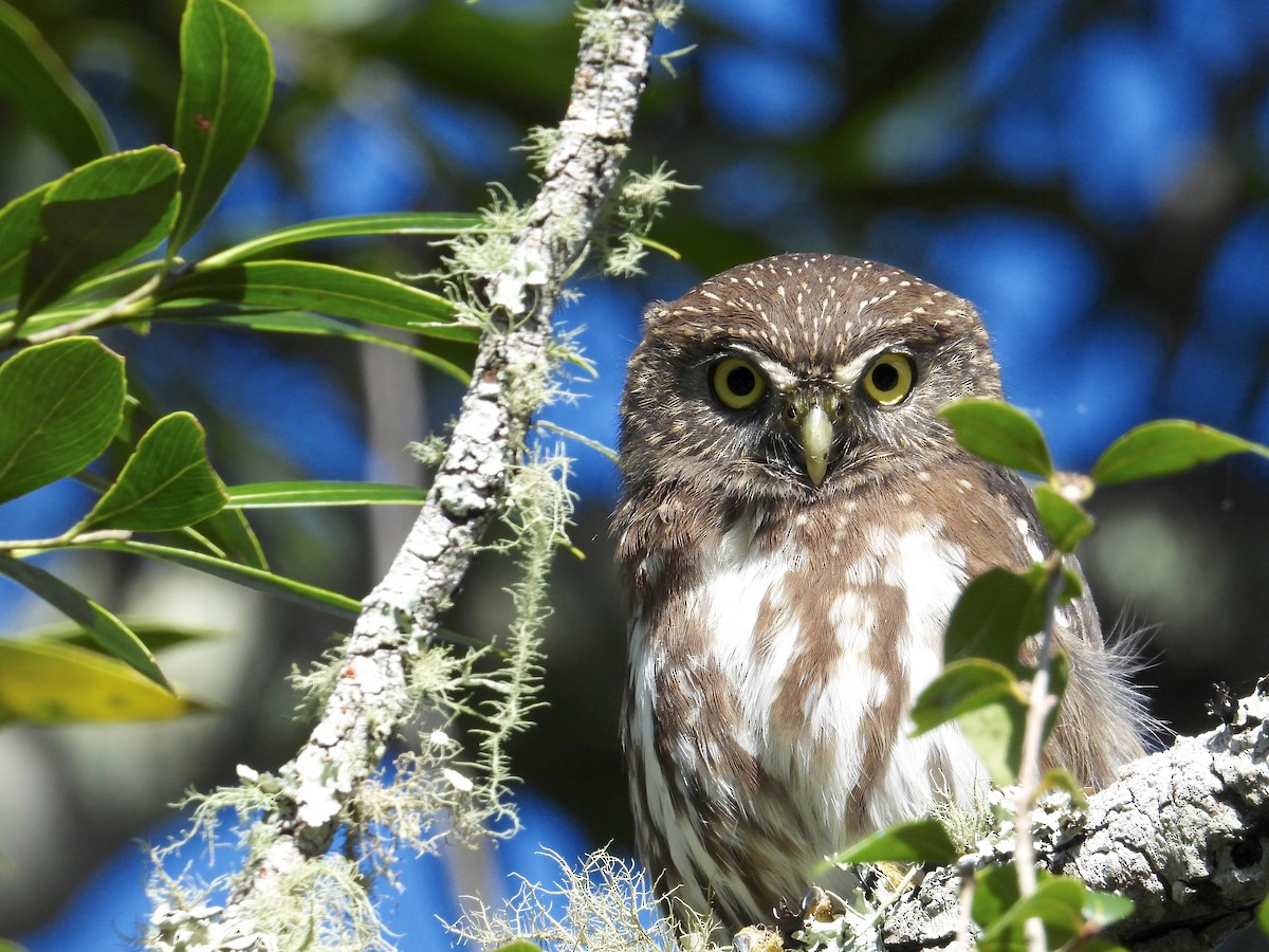 Ferruginous Pygmy-Owl - Alejandra Pons