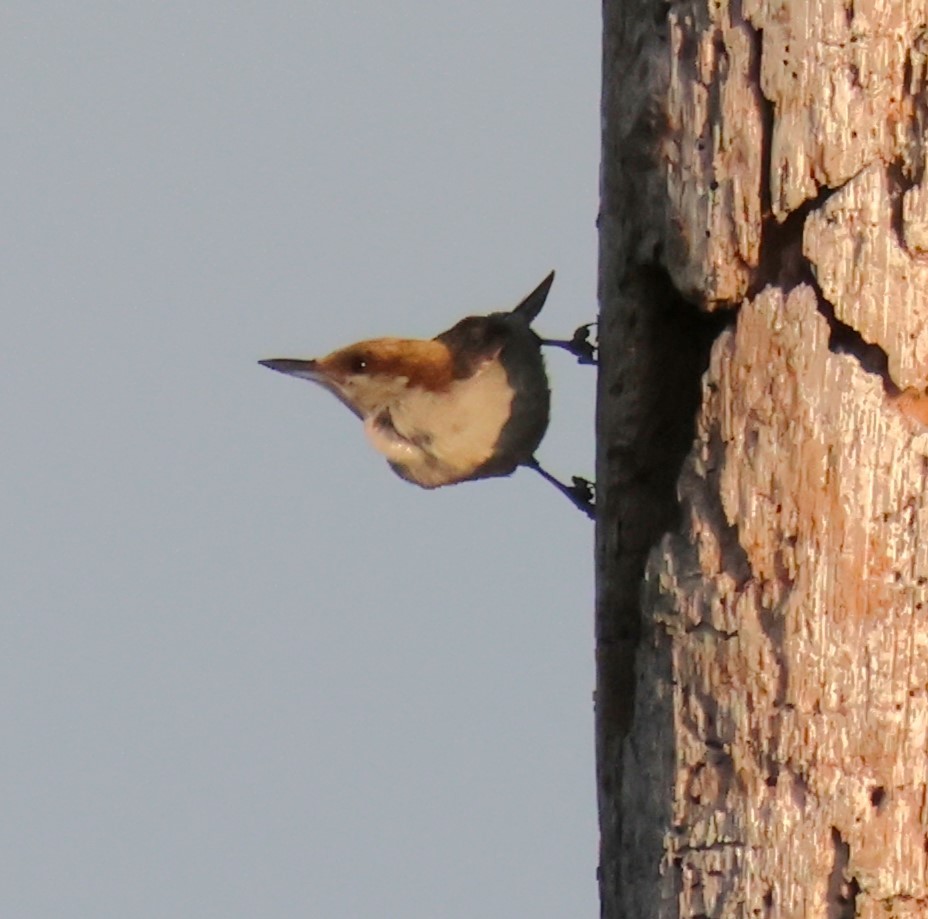 Brown-headed Nuthatch - ML617977596