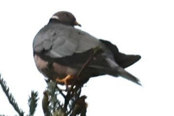 Band-tailed Pigeon - Hanan Jacoby