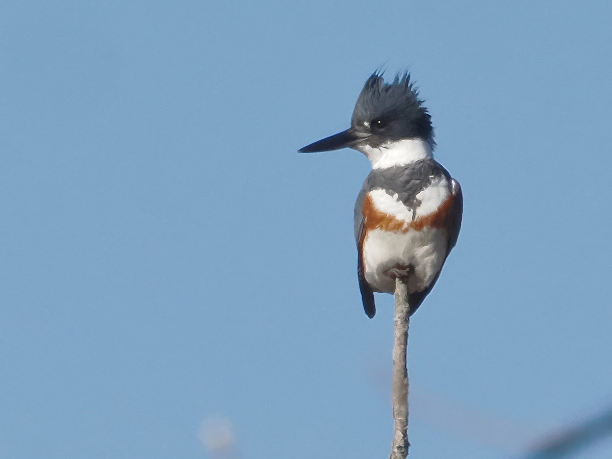 Belted Kingfisher - ML617977686
