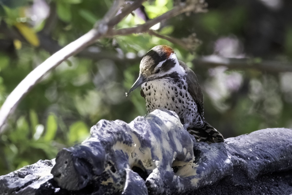 Arizona Woodpecker - Mel Green