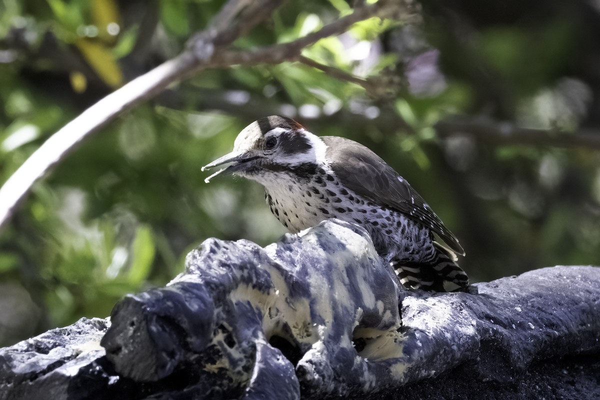 Arizona Woodpecker - Mel Green