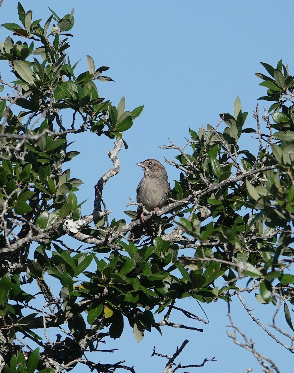 Rufous-crowned Sparrow - Steve Rogow