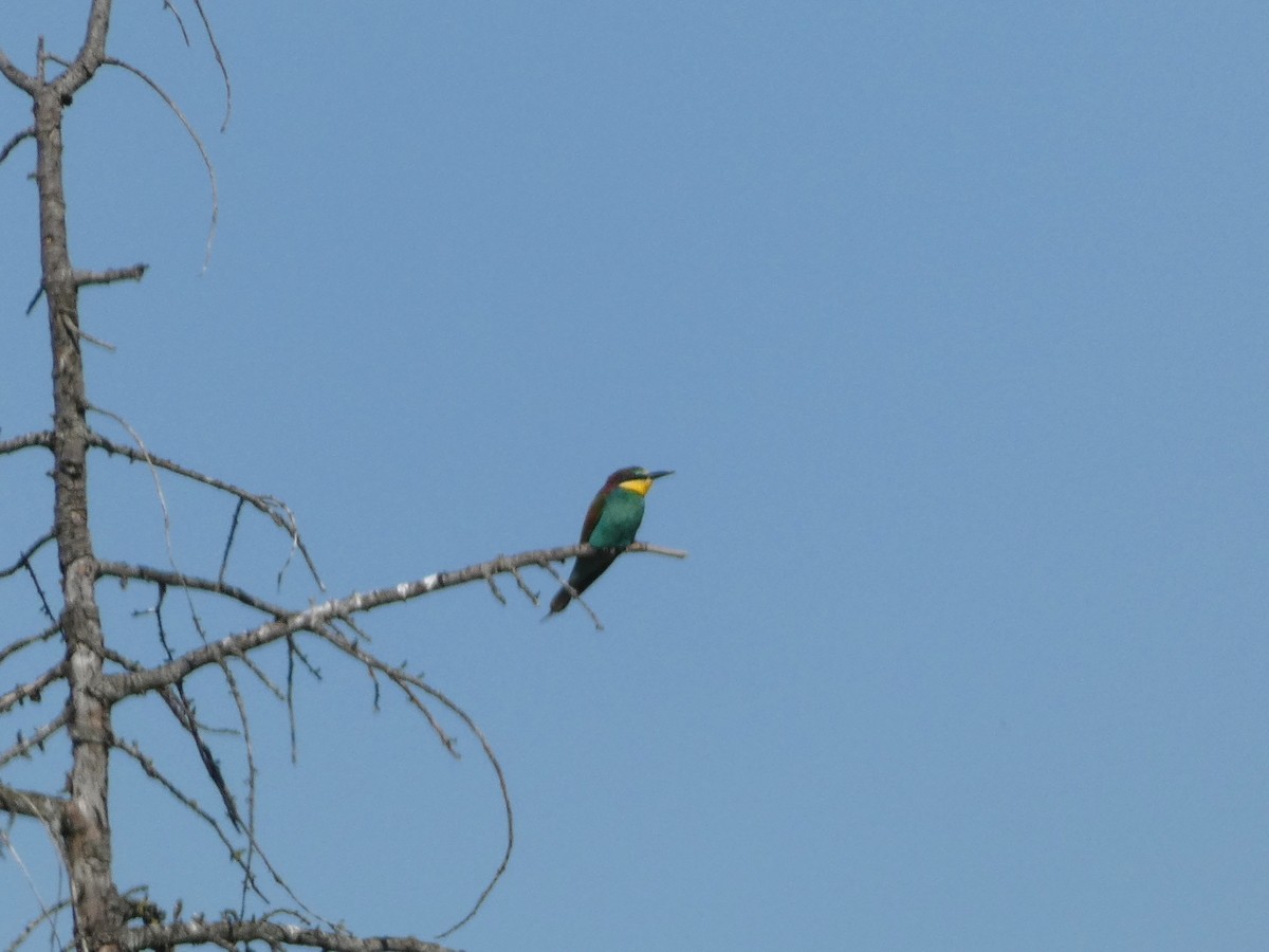 European Bee-eater - Flávio Oliveira