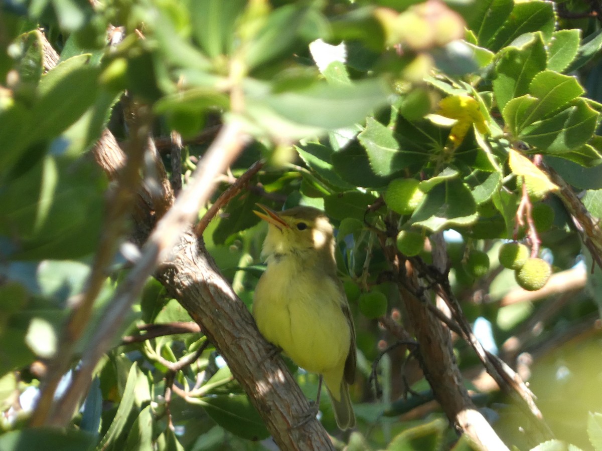 Melodious Warbler - ML617977731