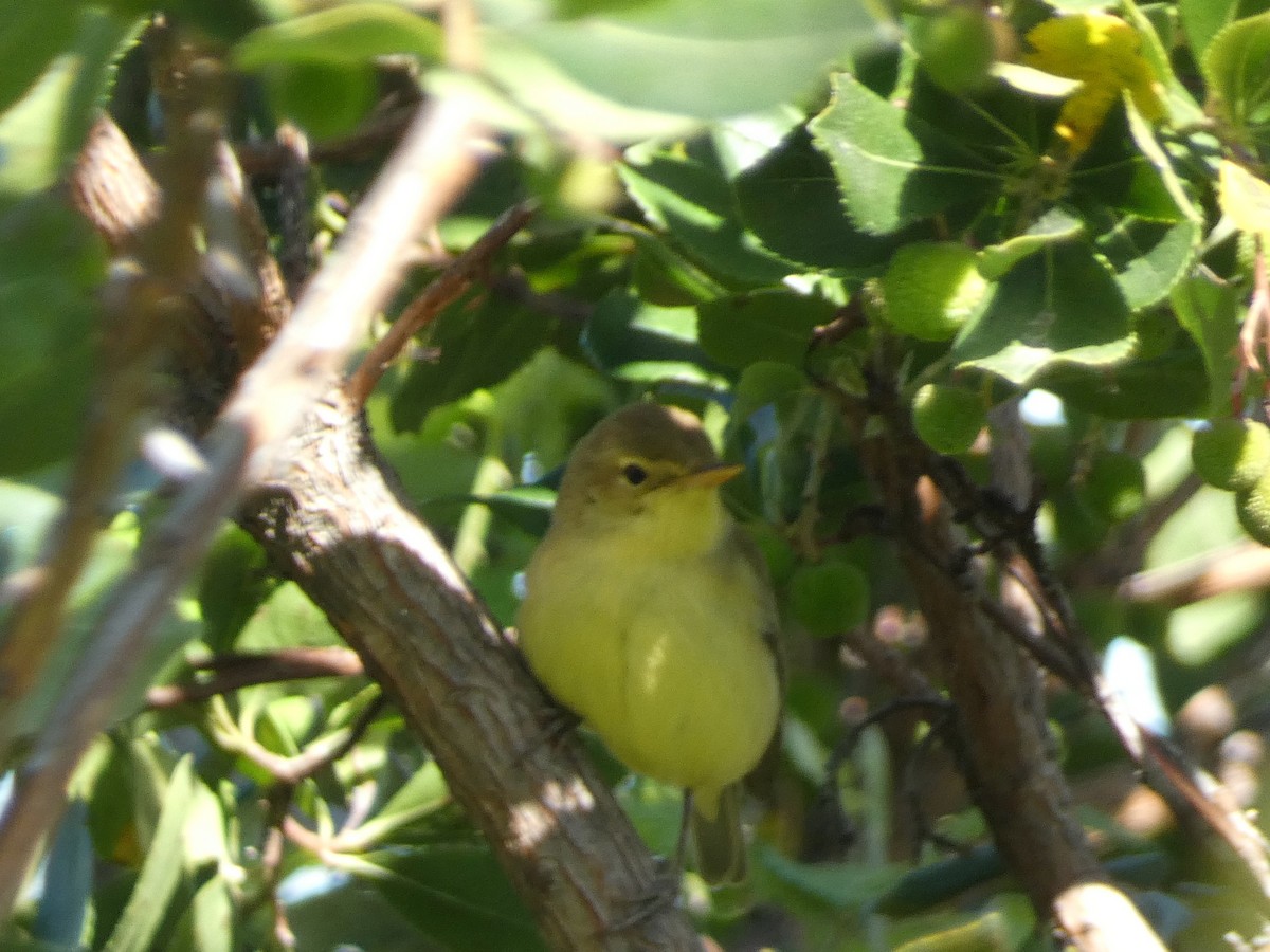 Melodious Warbler - ML617977736