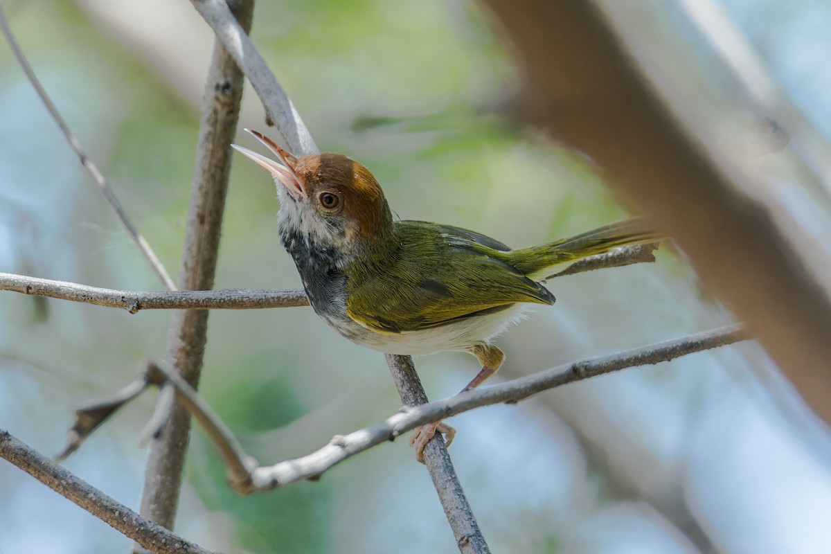 Dark-necked Tailorbird - Wich’yanan Limparungpatthanakij