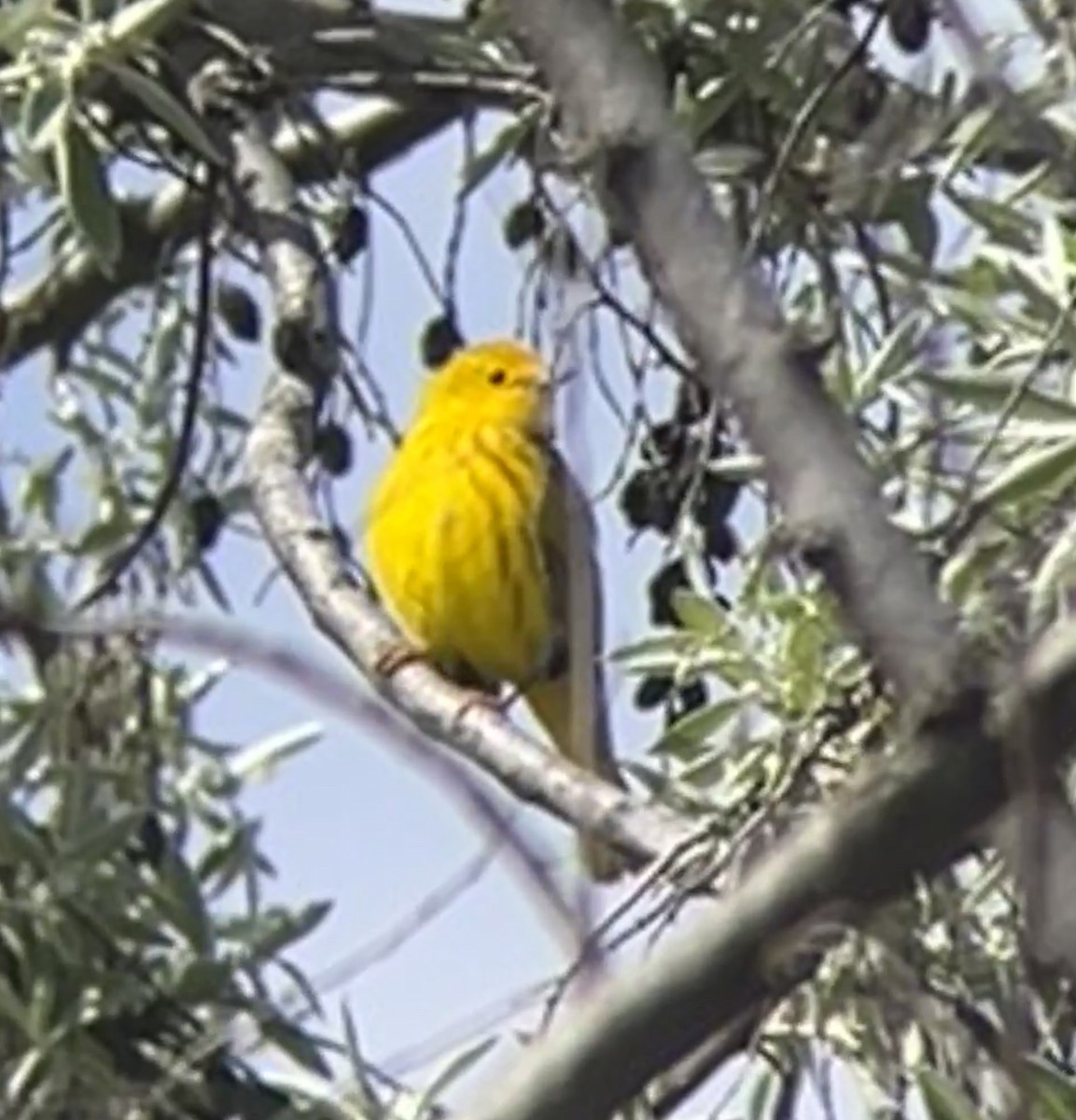 Yellow Warbler - Eric Heisey