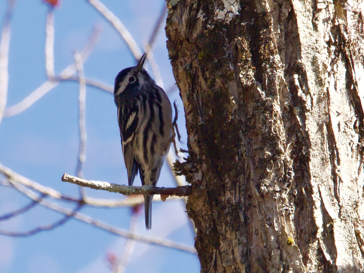Black-and-white Warbler - ML617977768
