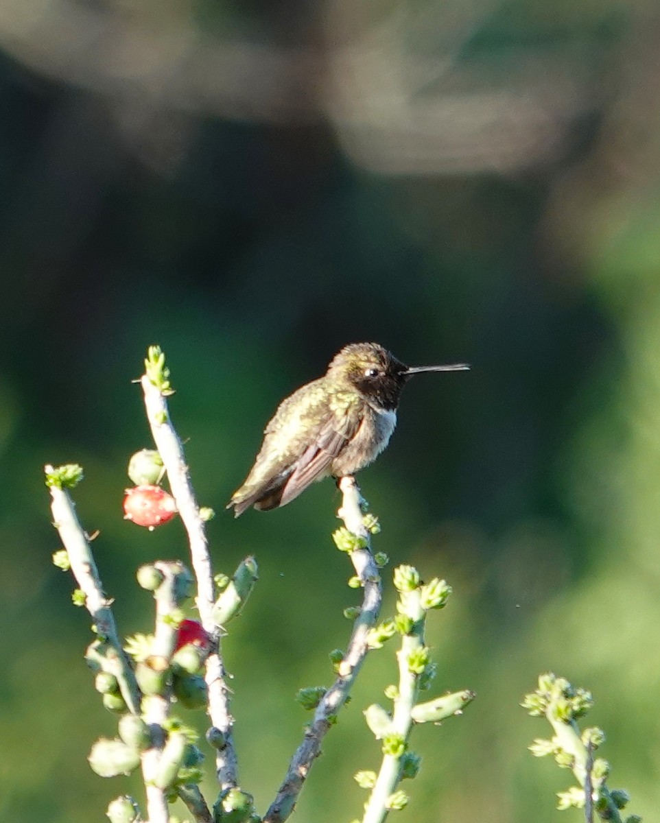 Black-chinned Hummingbird - ML617977772