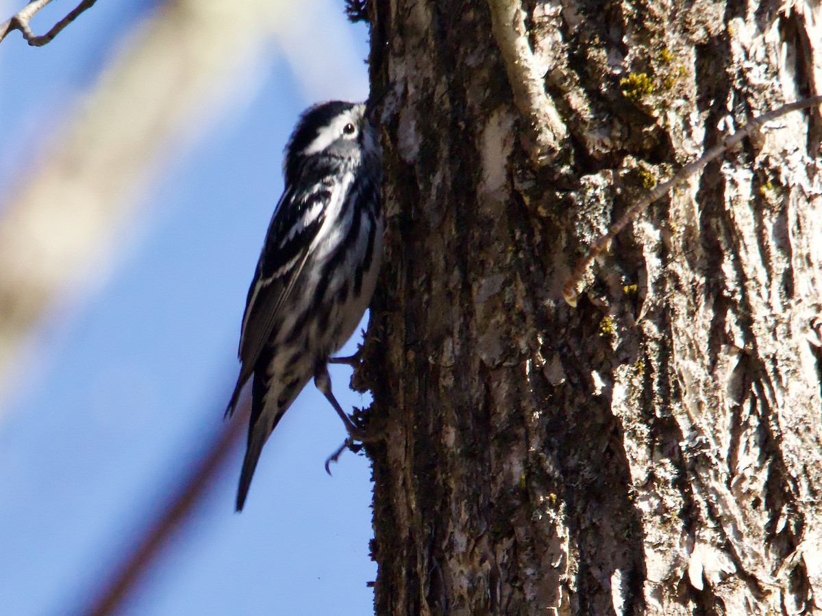 Black-and-white Warbler - ML617977775