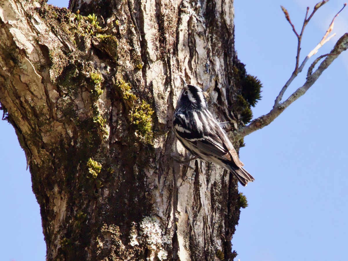 Black-and-white Warbler - ML617977780