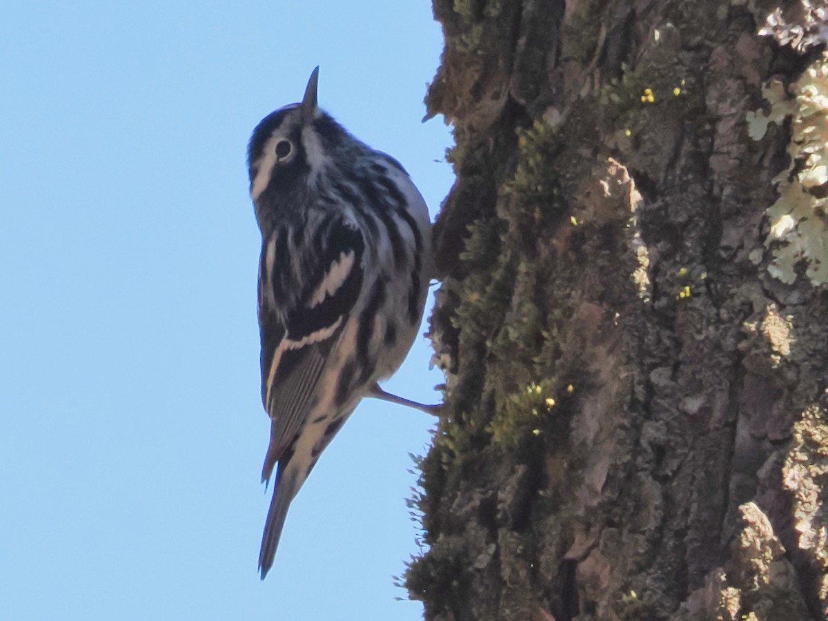 Black-and-white Warbler - ML617977792