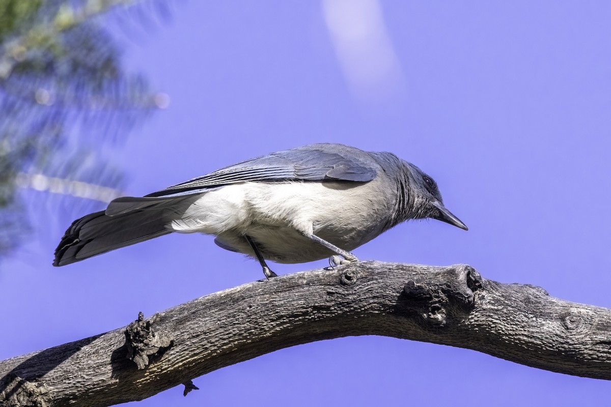 Mexican Jay - ML617977805