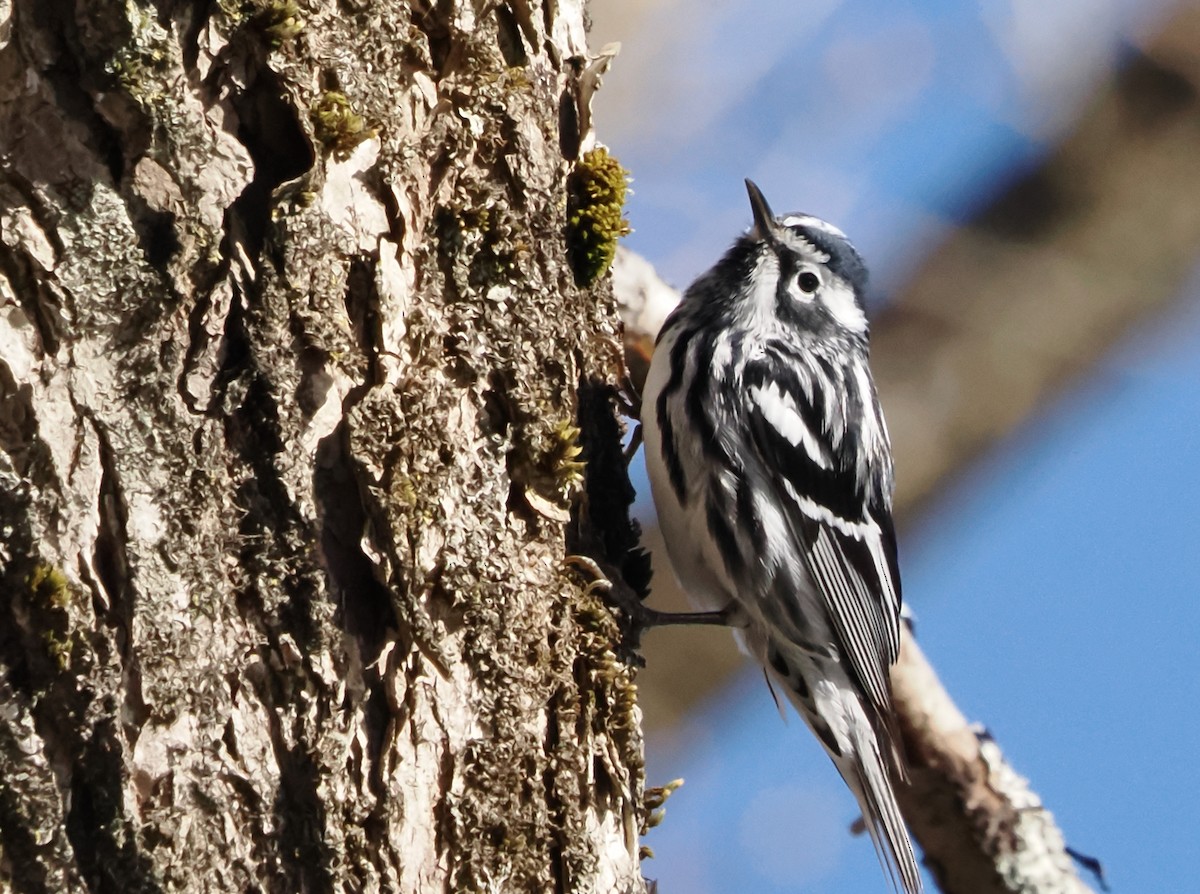 Black-and-white Warbler - ML617977807