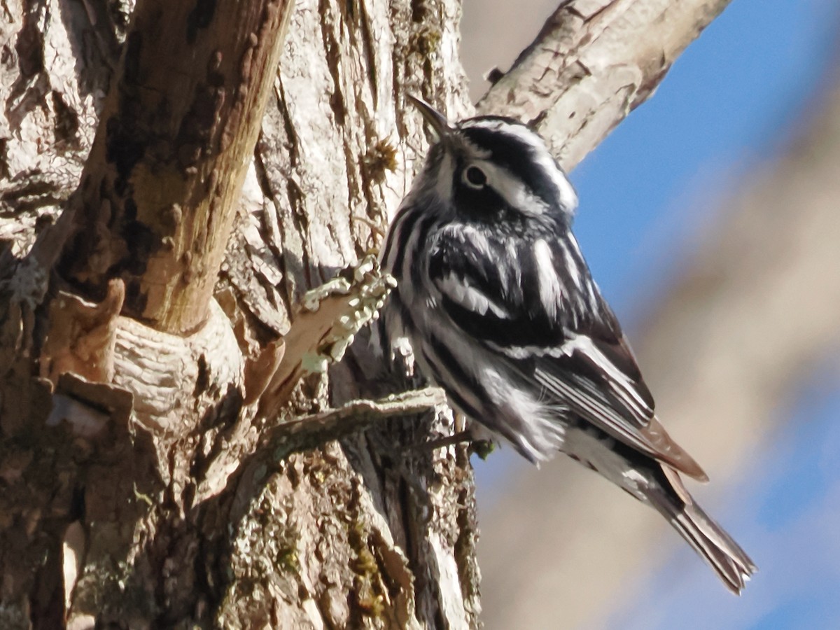 Black-and-white Warbler - ML617977818