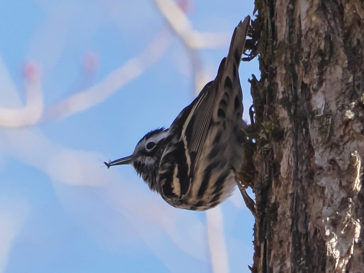 Black-and-white Warbler - ML617977826