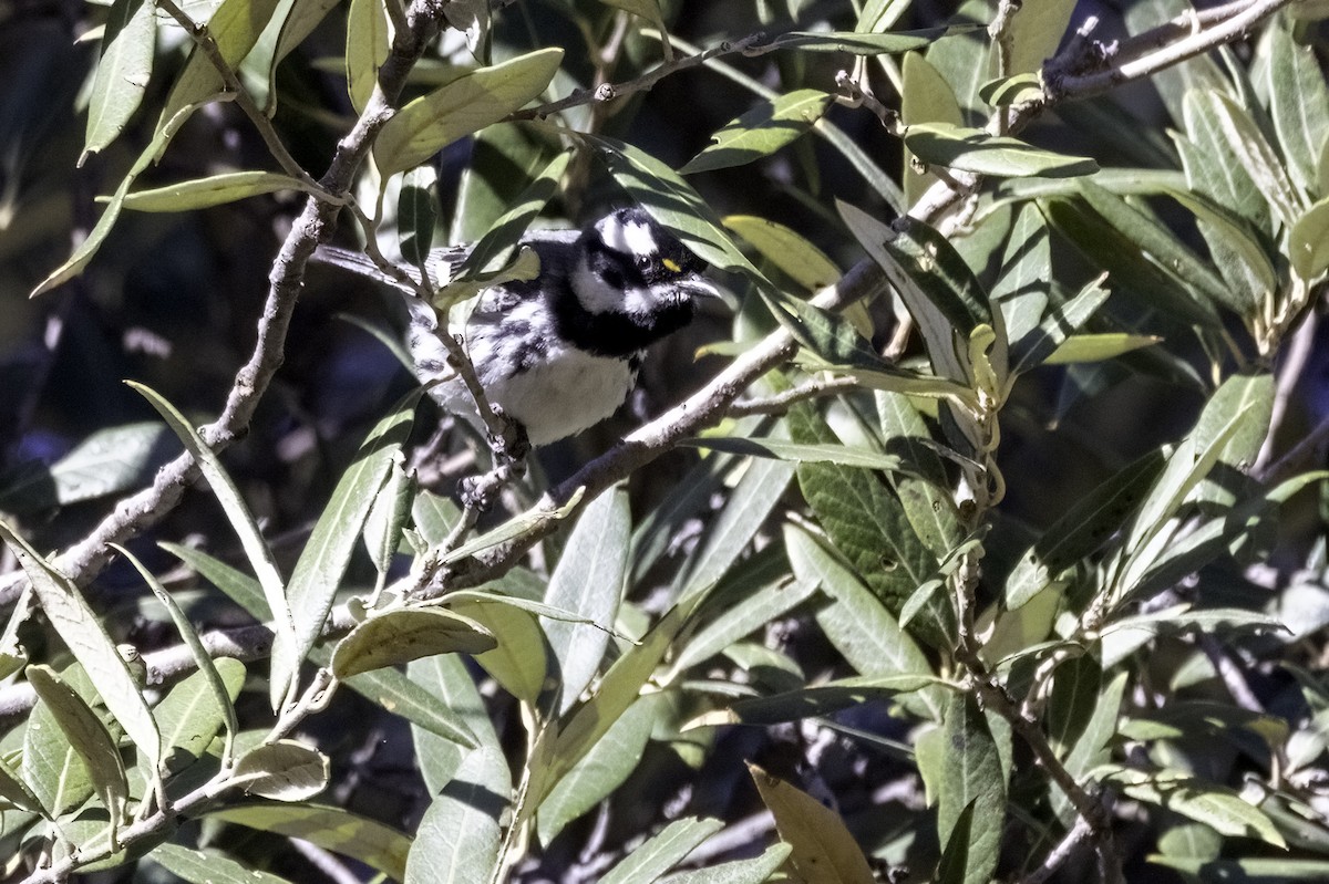 Black-throated Gray Warbler - ML617977830