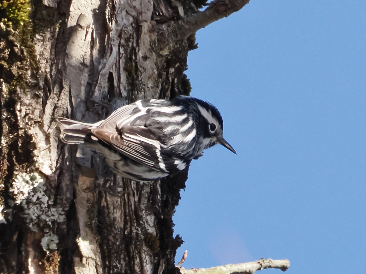 Black-and-white Warbler - ML617977833