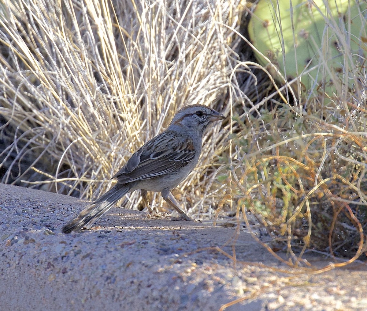 Rufous-winged Sparrow - ML617977835