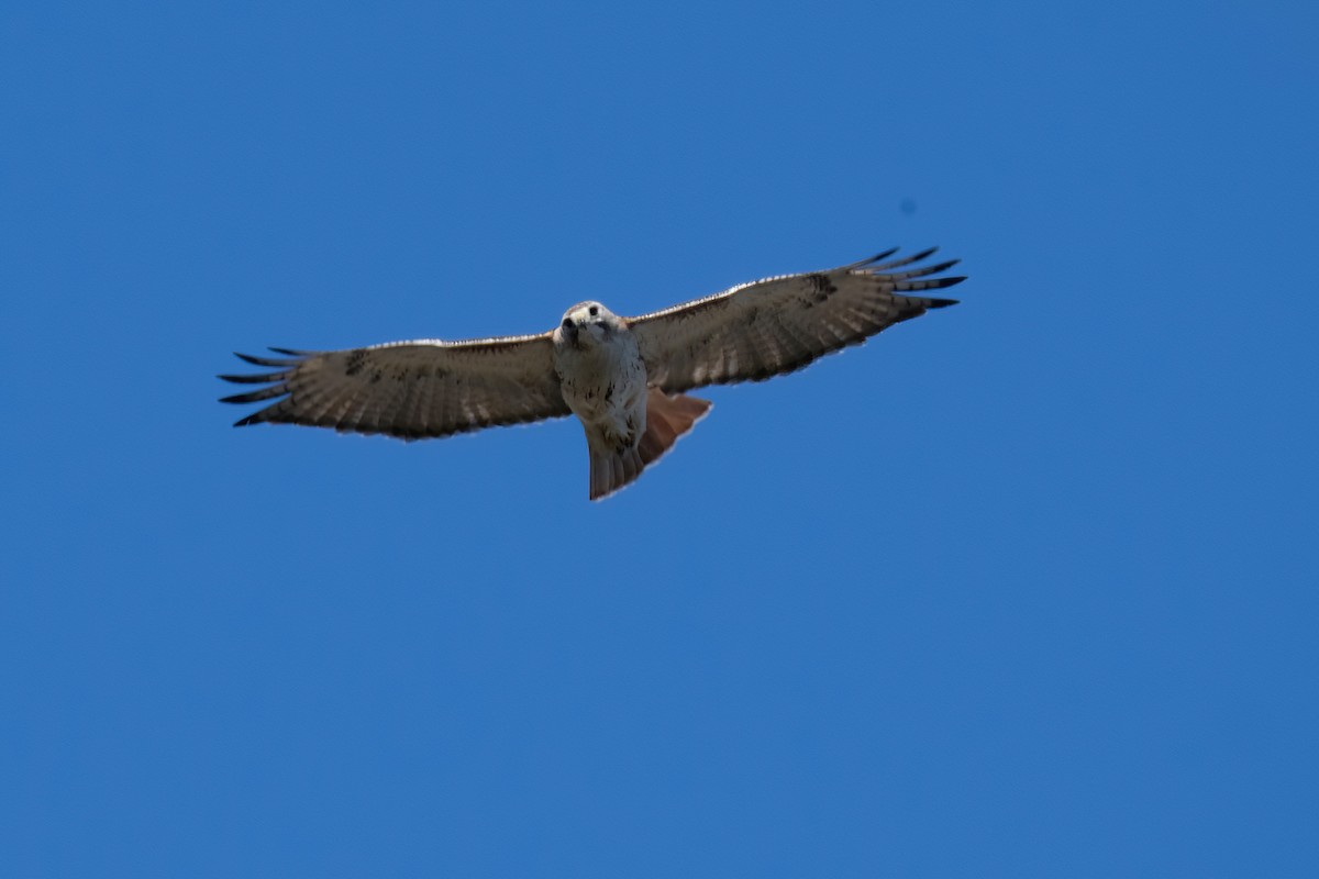 Red-tailed Hawk - ML617977859