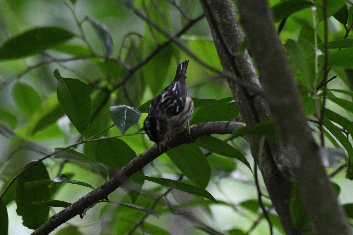Black-and-white Warbler - ML617977862
