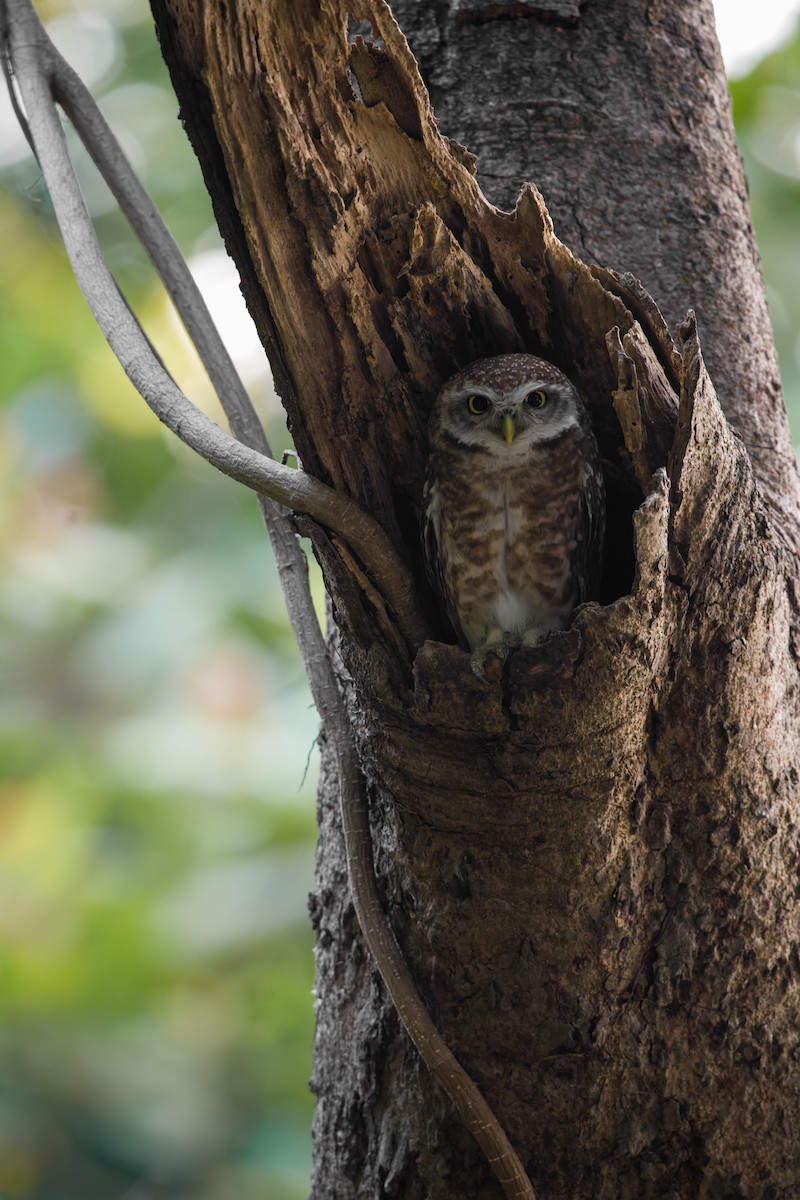 Spotted Owlet - ML617977874