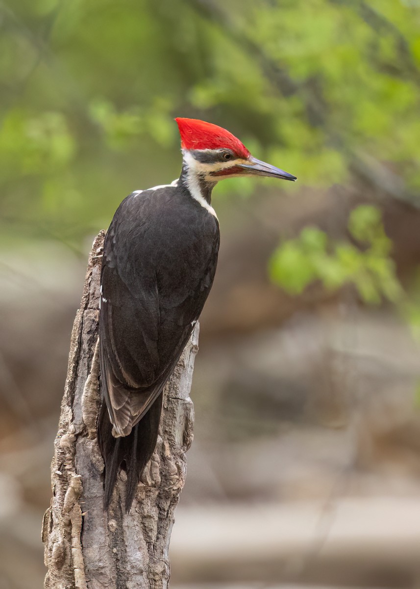 Pileated Woodpecker - ML617977890