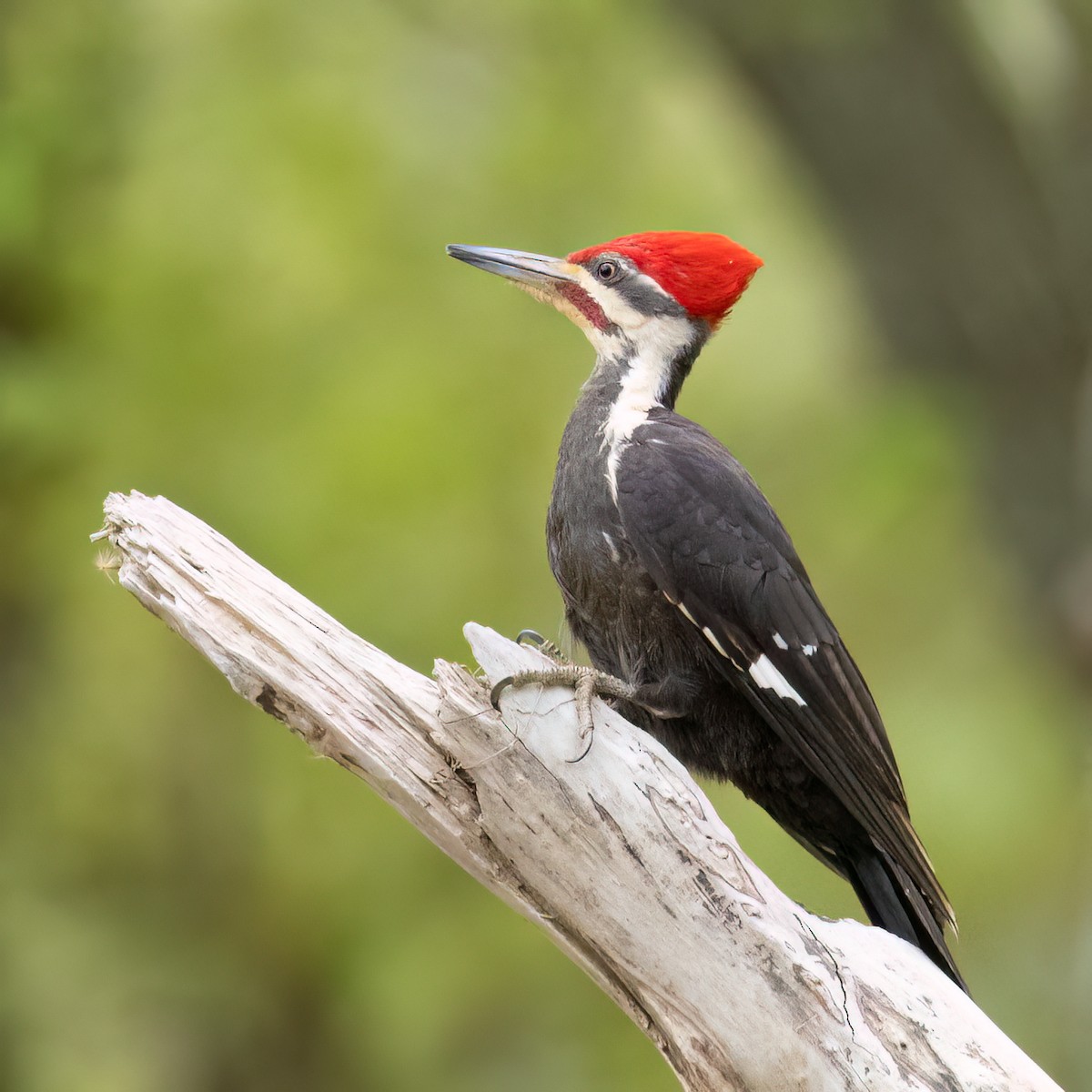 Pileated Woodpecker - Evelyn Ralston