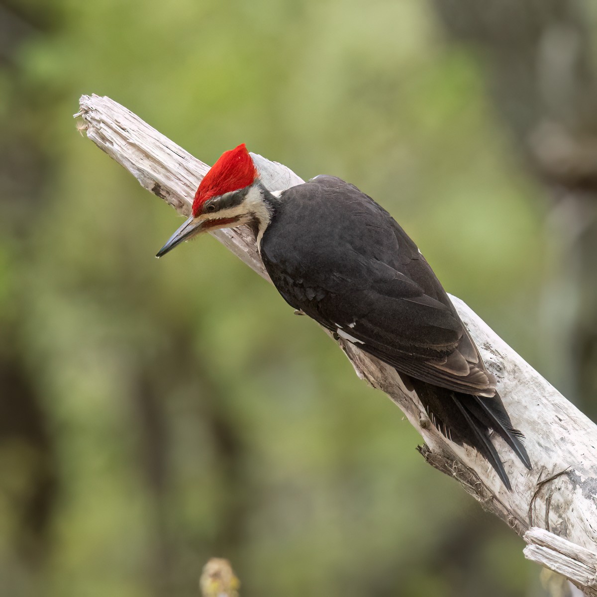 Pileated Woodpecker - ML617977892
