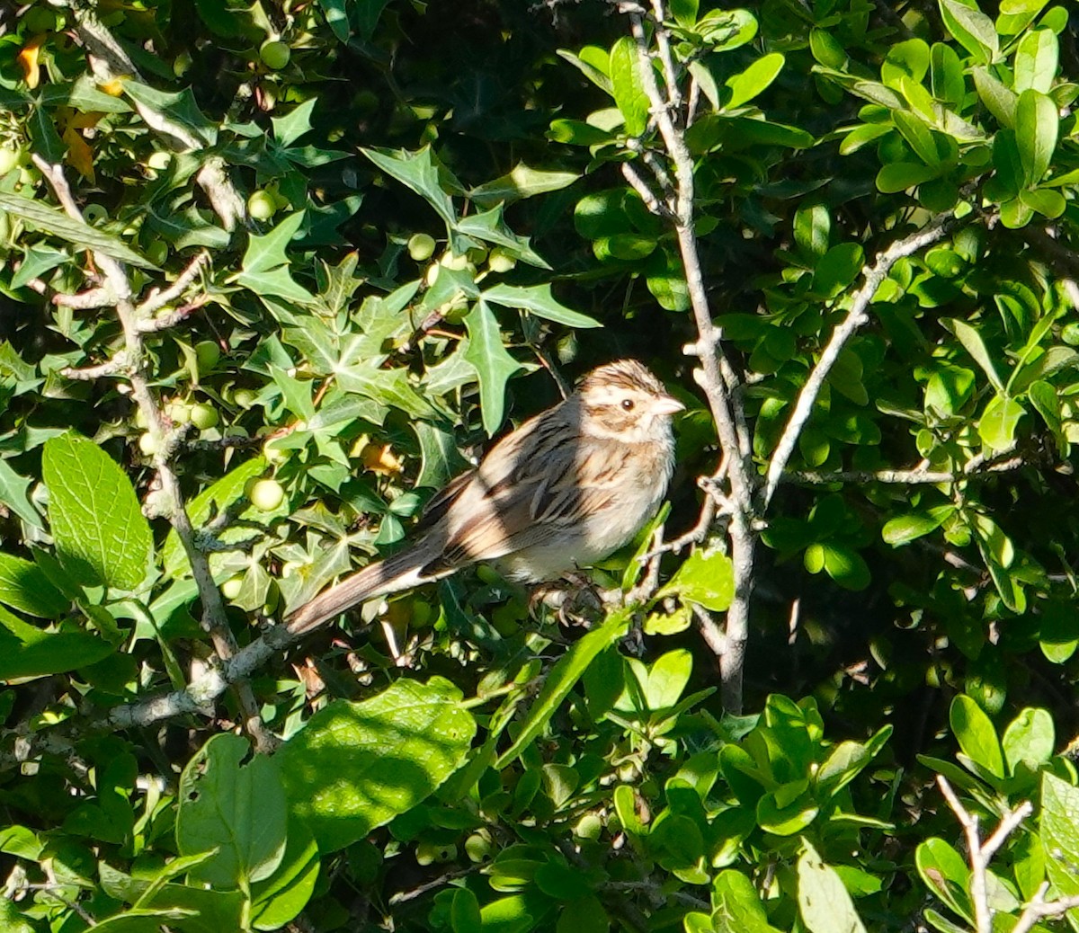 Clay-colored Sparrow - ML617977929