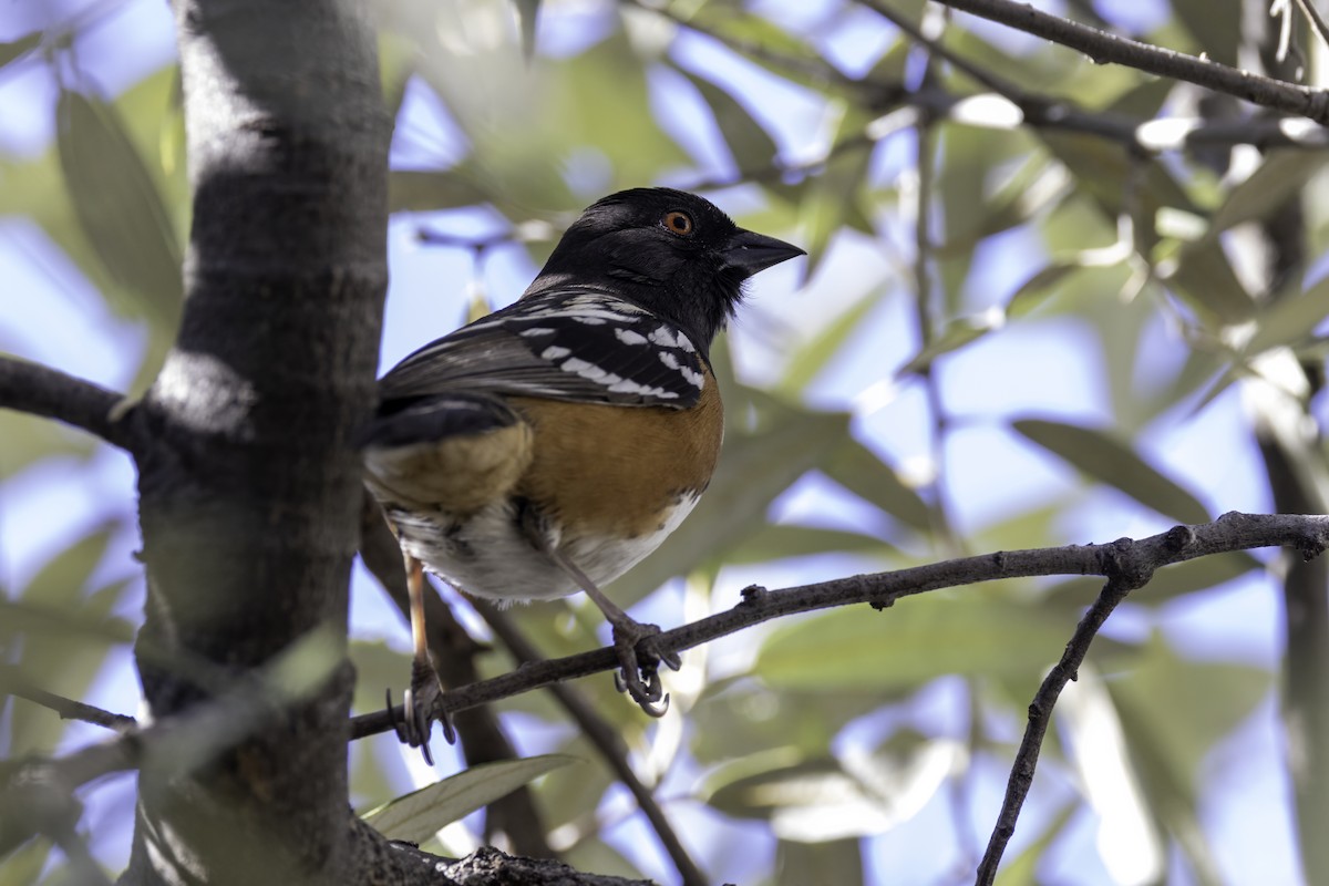 Spotted Towhee - ML617977953