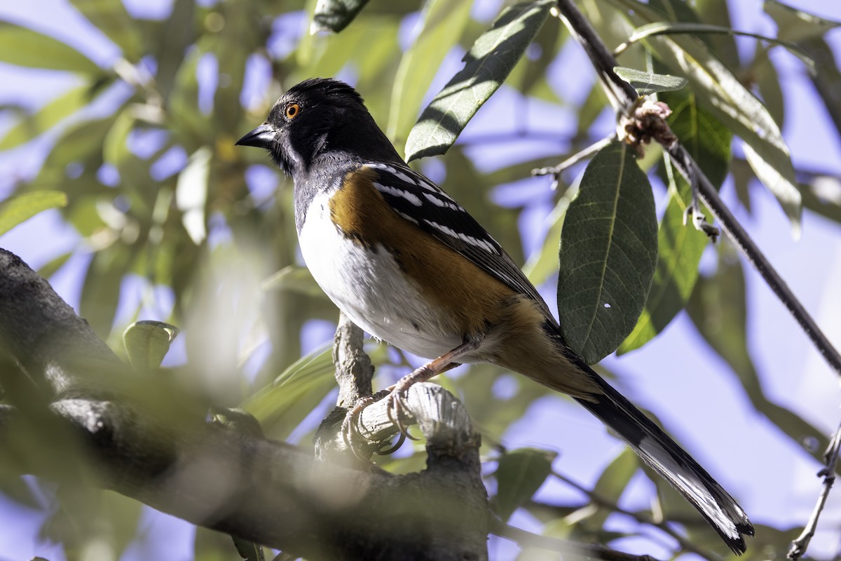 Spotted Towhee - ML617977954