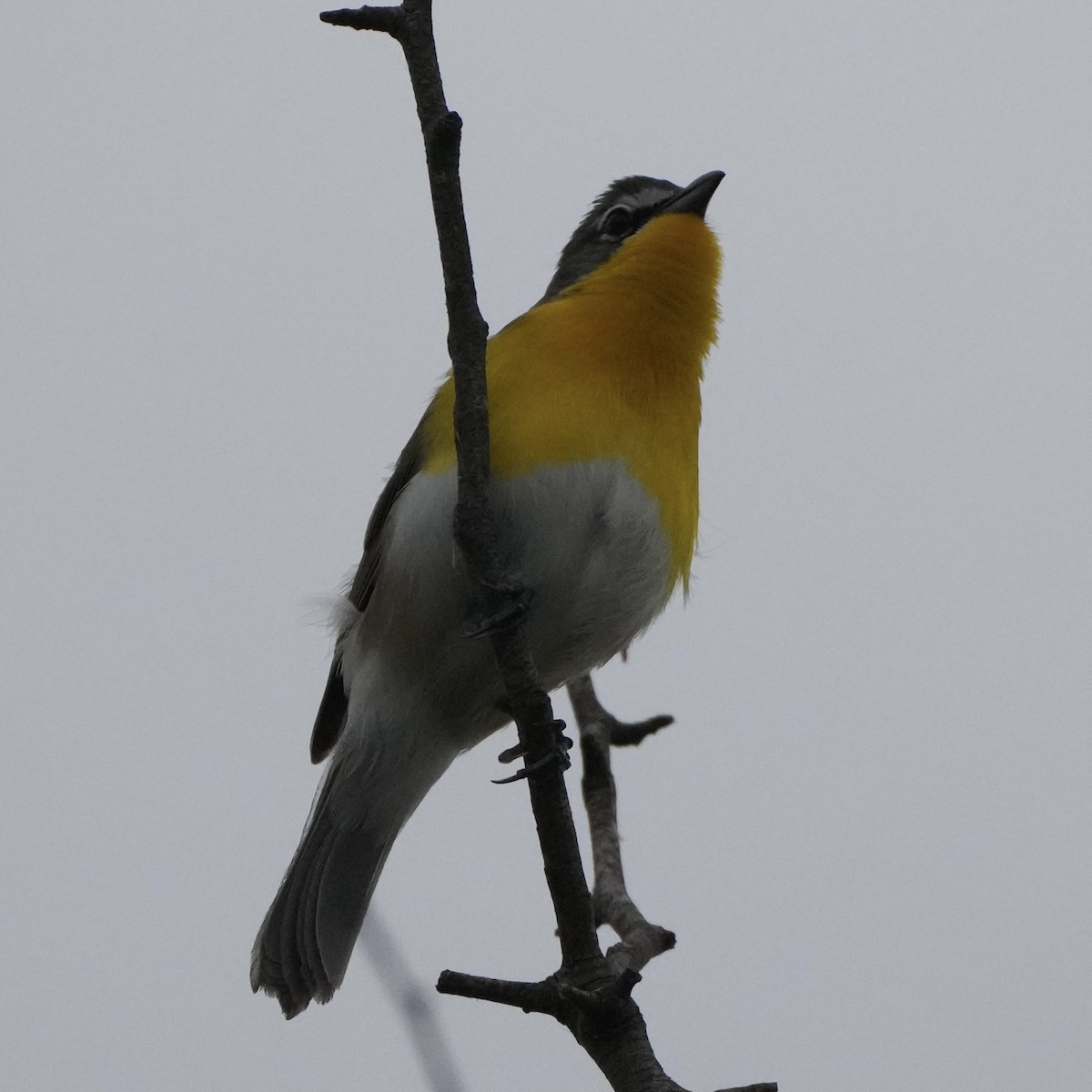 Yellow-breasted Chat - ML617977958
