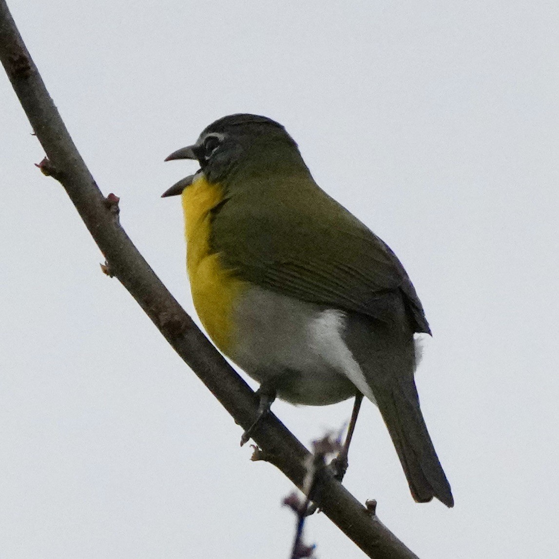 Yellow-breasted Chat - ML617977960