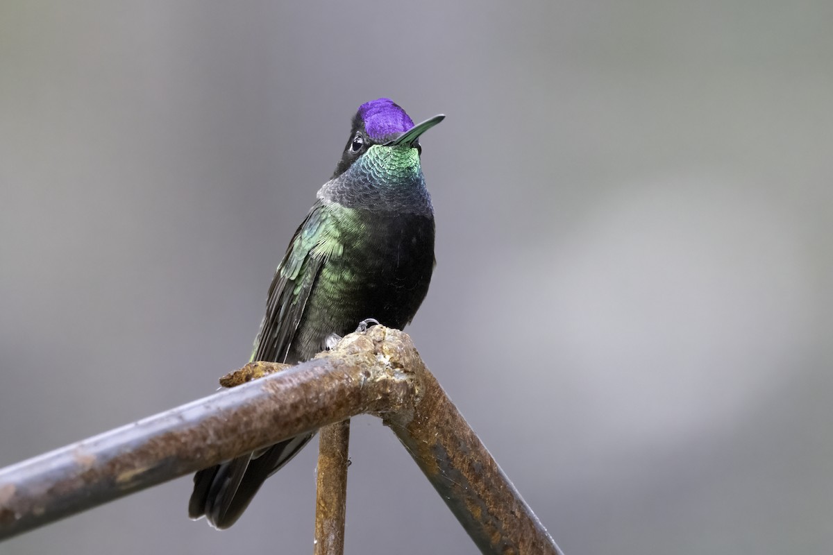 kolibřík skvostný - ML617977977