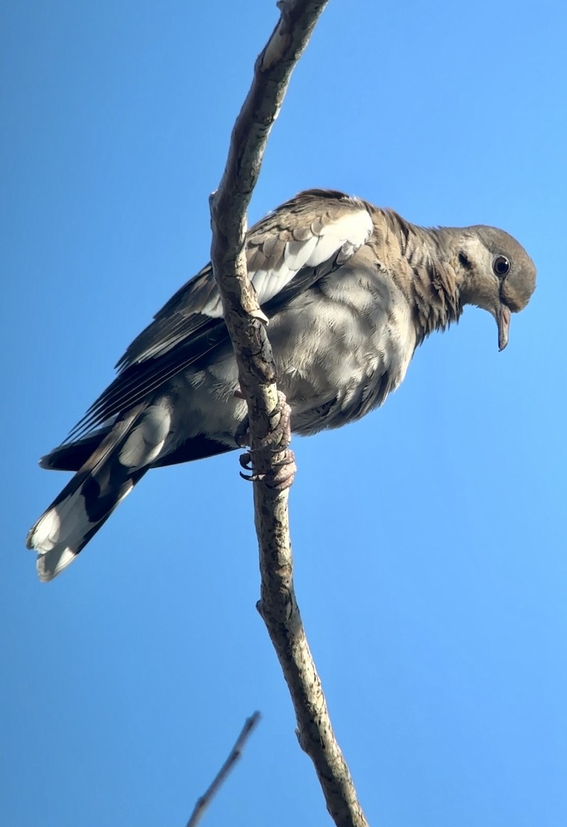 White-winged Dove - ML617977983