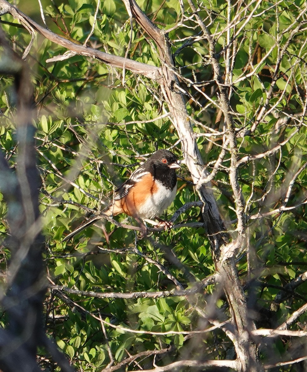 Spotted Towhee - ML617978002