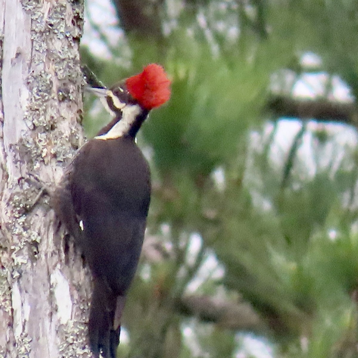 Pileated Woodpecker - ML617978004