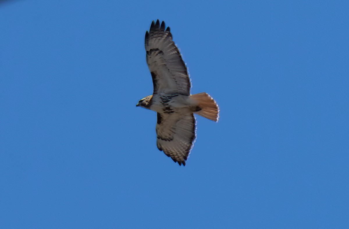Red-tailed Hawk - ML617978032