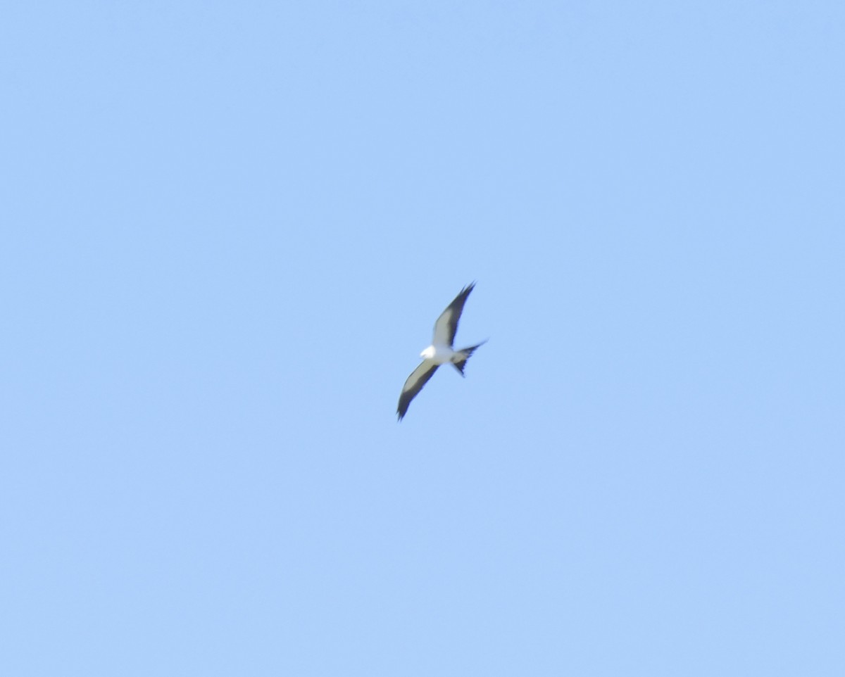 Swallow-tailed Kite - ML617978075