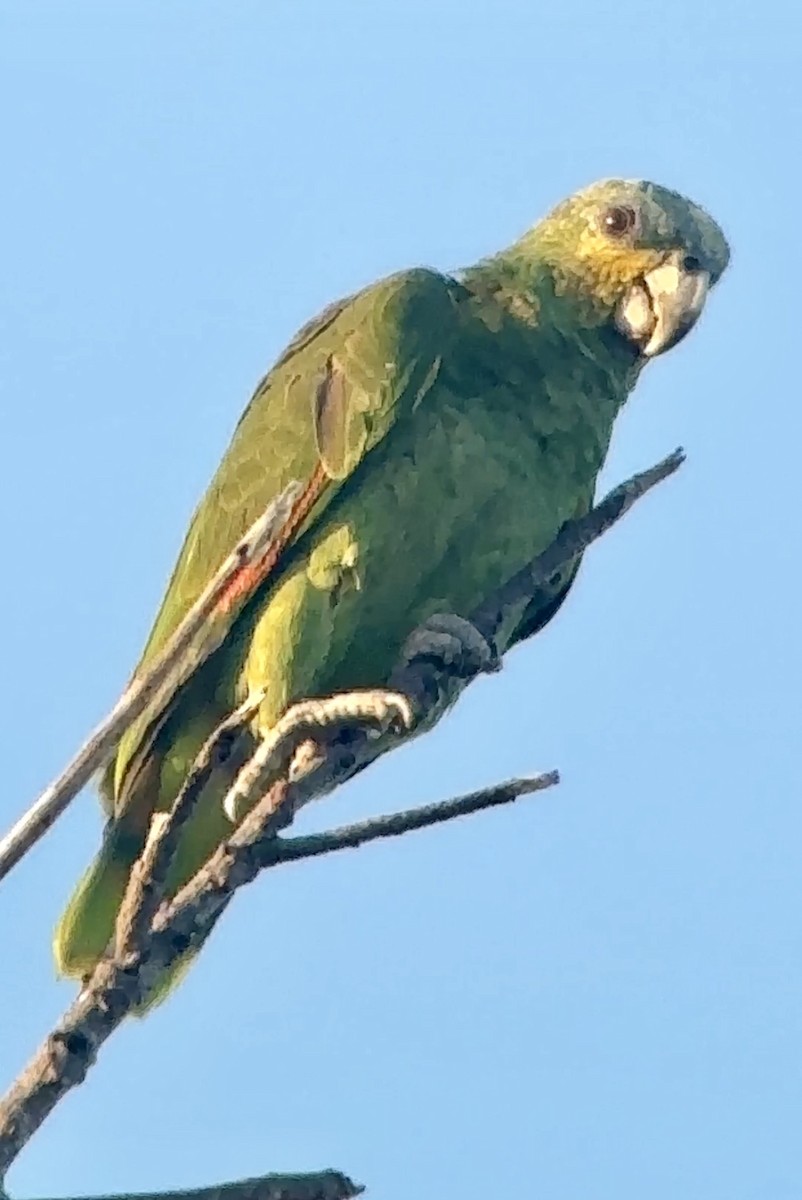 Orange-winged Parrot - Soule Mary