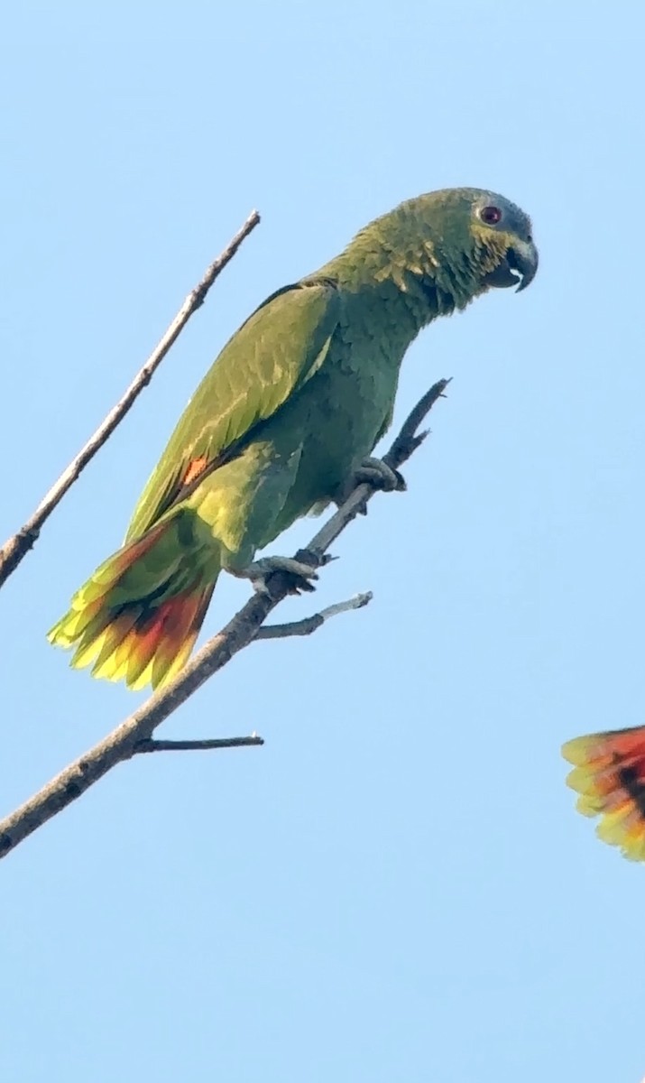 Orange-winged Parrot - ML617978090