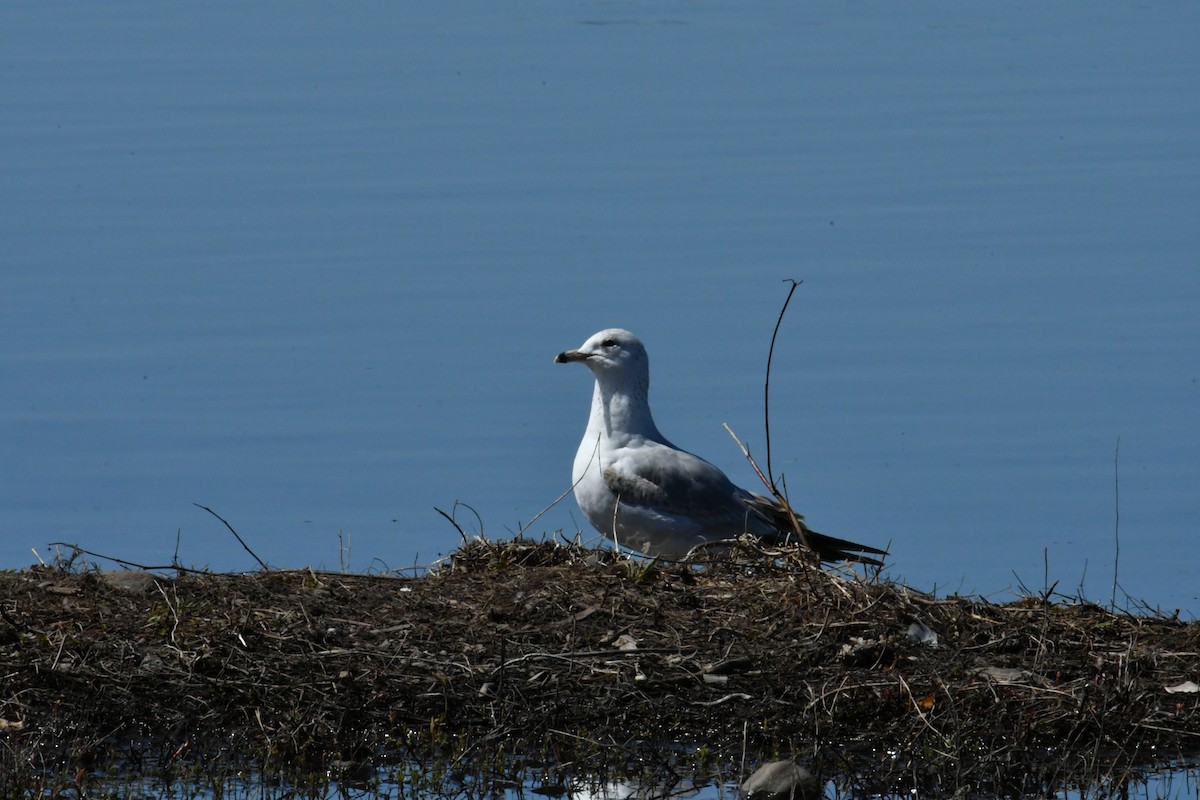 Ring-billed Gull - Lou Chauvin