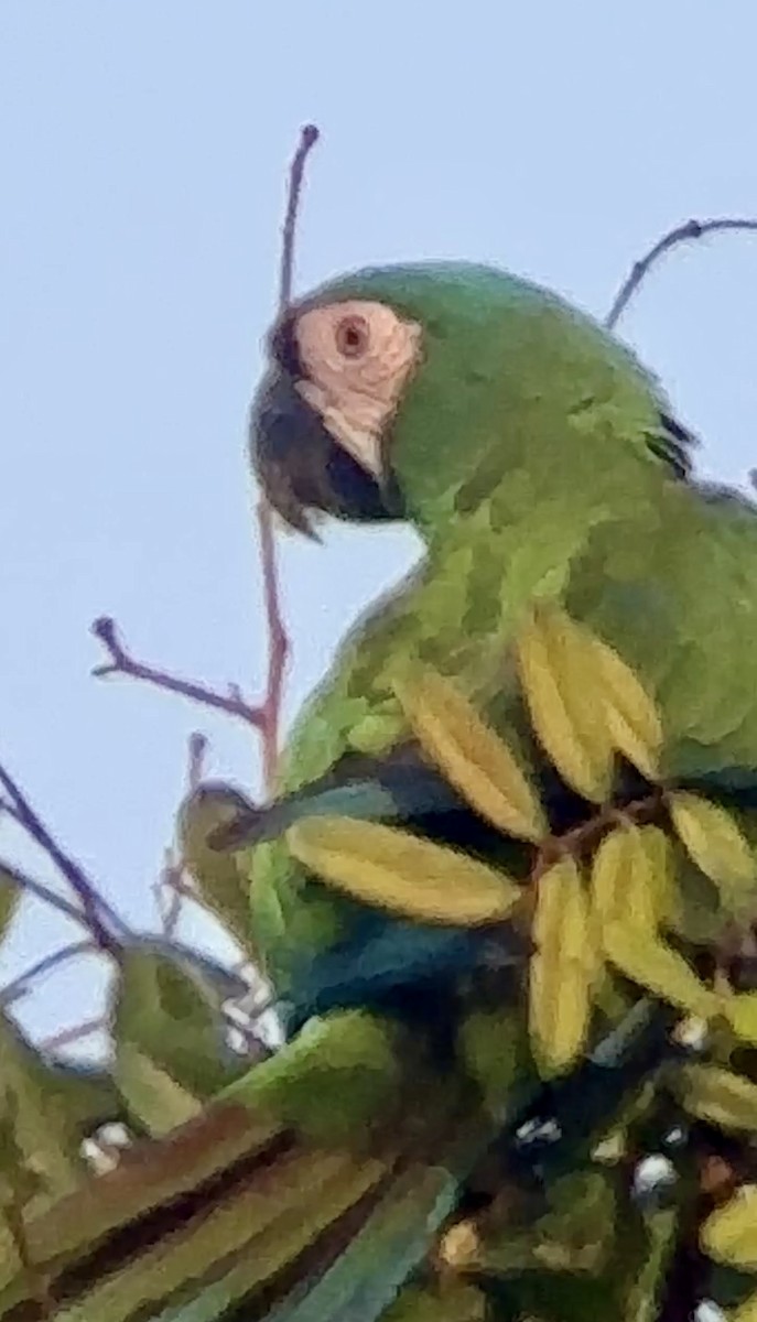 Chestnut-fronted Macaw - Soule Mary