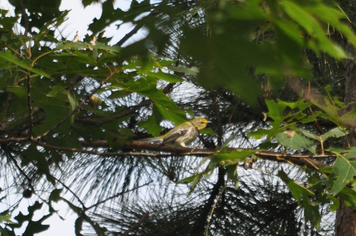 Black-throated Green Warbler - 🦜 Daniel Correia 🦜