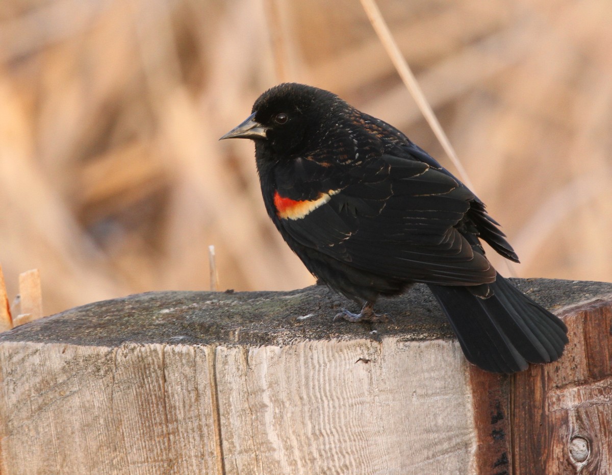 Red-winged Blackbird - ML617978228
