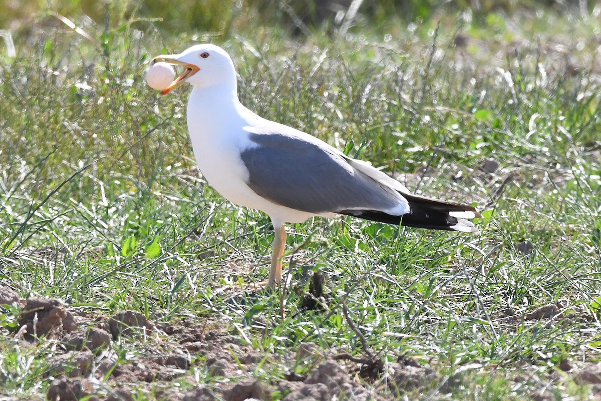 Yellow-legged Gull - Juan José  Bazan Hiraldo