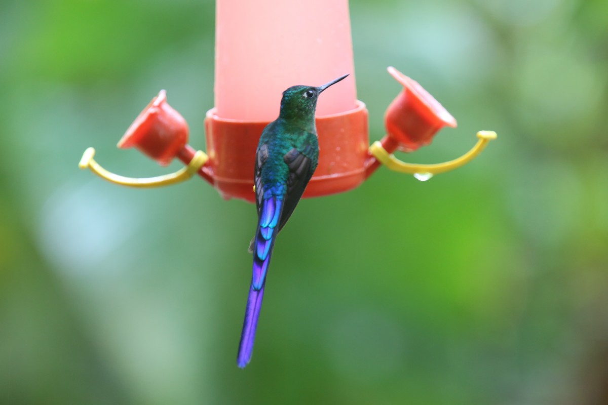 Violet-tailed Sylph - ML617978273